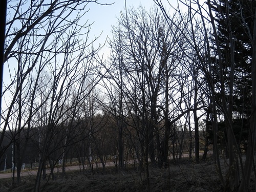 009.jpg