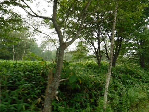 20160820080424702.jpg