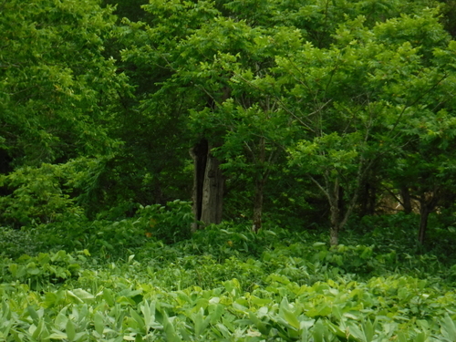 2017_0719_14064800.jpg