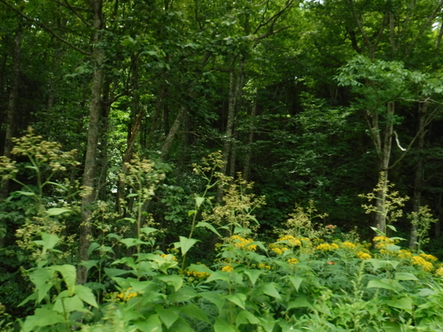 2017_0808_09230000.jpg