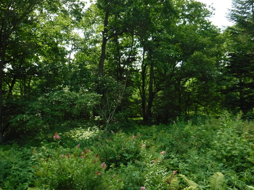 2019_0802_10021000.jpg