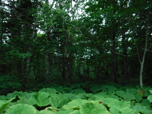 2019_0805_13034500.jpg