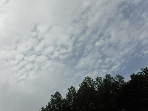 2020_0806_09310600.jpg