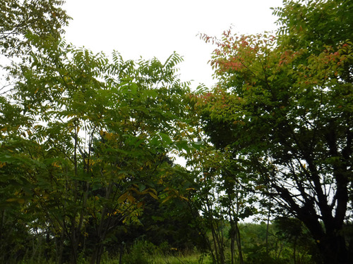 DSCF4579.jpg