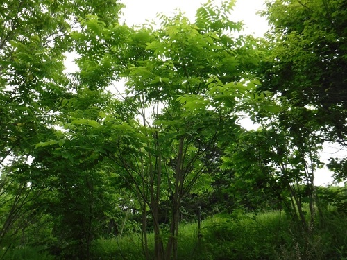 DSCF5420.jpg