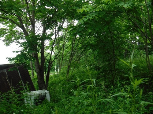 DSCF5595.jpg