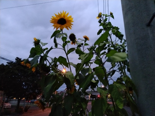 P_20191005_170901.jpg