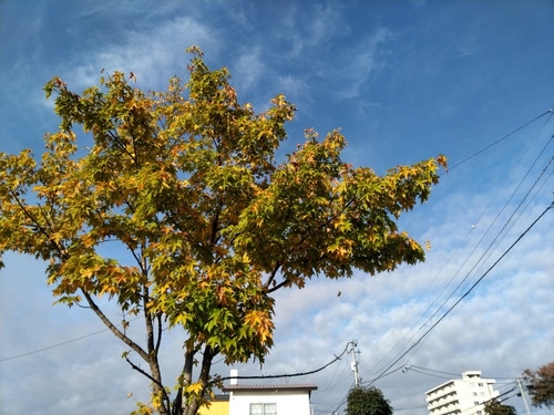 P_20191007_072004.jpg