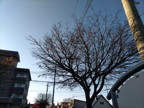 P_20191104_072133.jpg