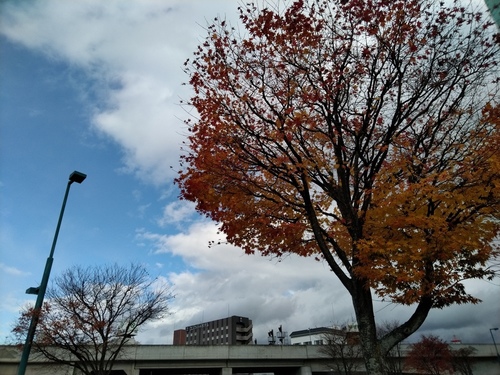 P_20191106_123751.jpg
