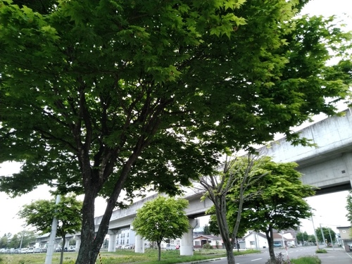 P_20200527_064904.jpg
